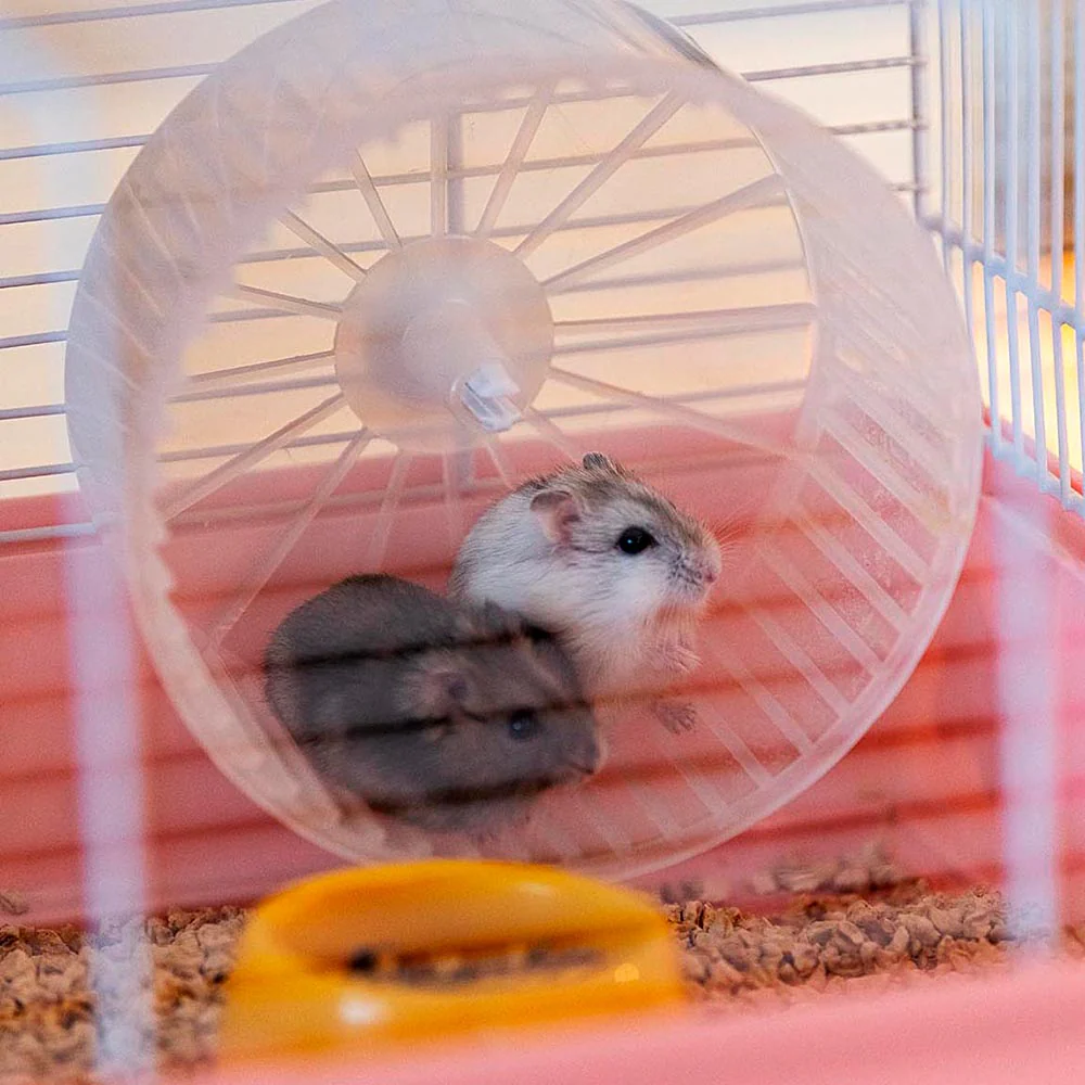 CRICETI 9 PRINCESS - Image 5