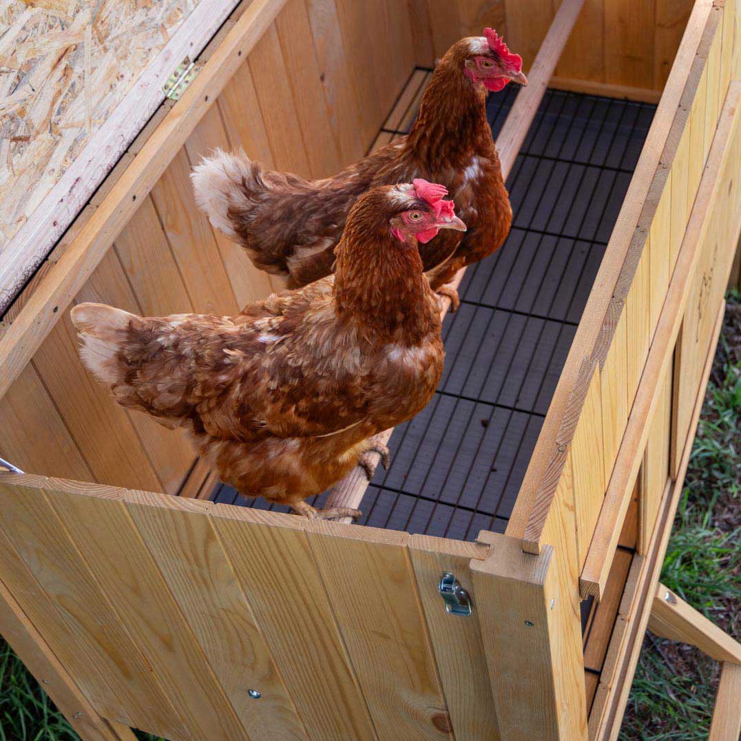 HEN HOUSE 10 - Image 7