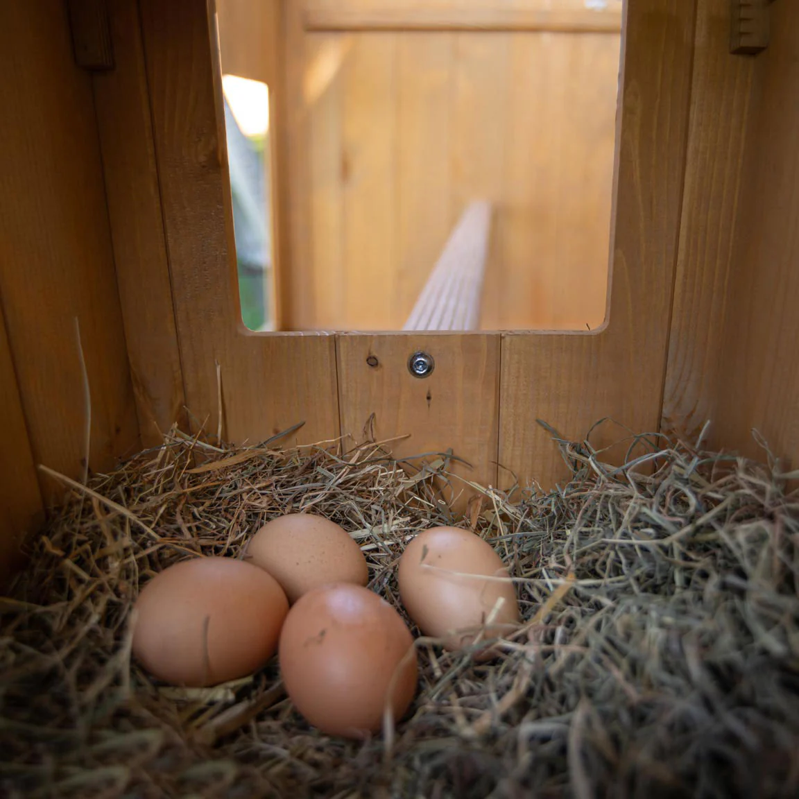 HEN HOUSE 10 - Image 8