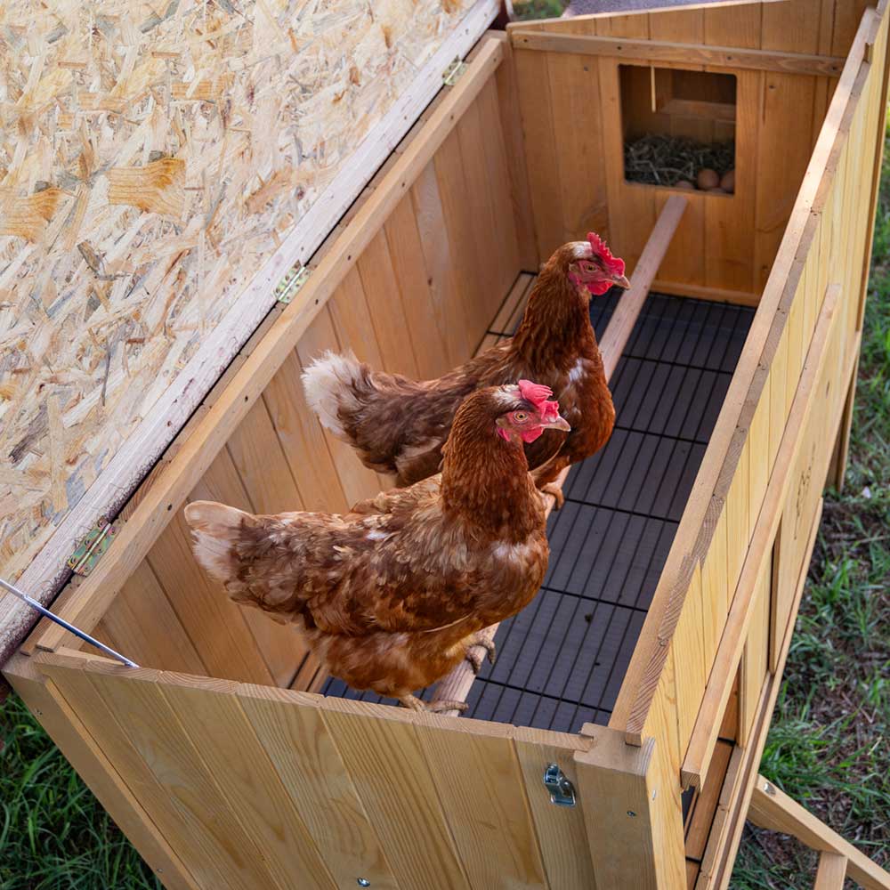HEN HOUSE 30 - Image 6