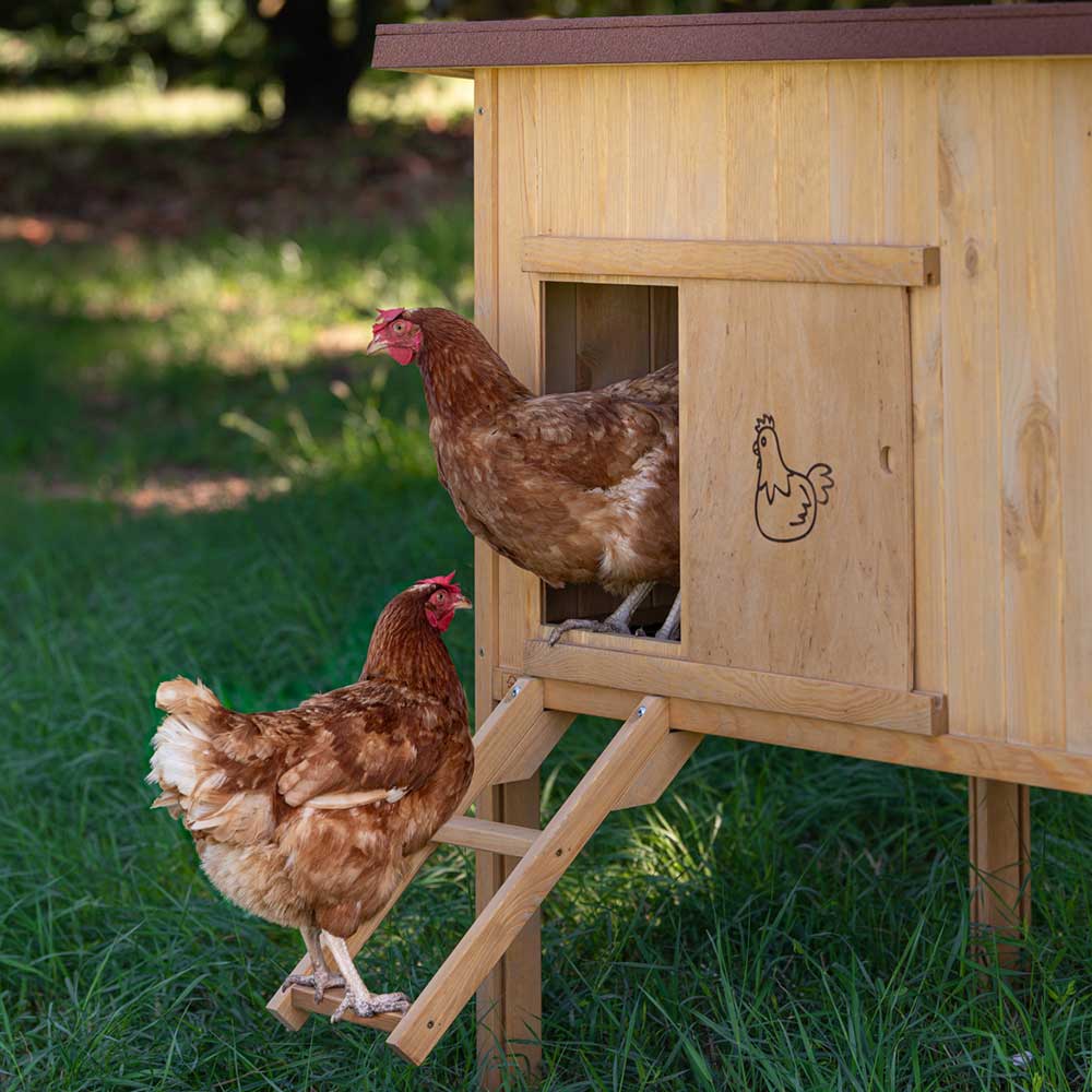 HEN HOUSE 30 - Image 7